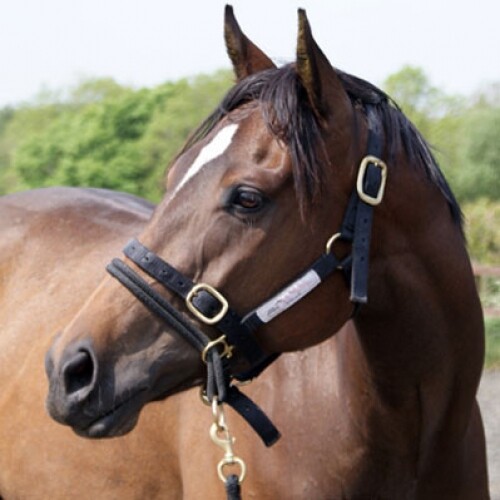All sizes monty roberts - monty,