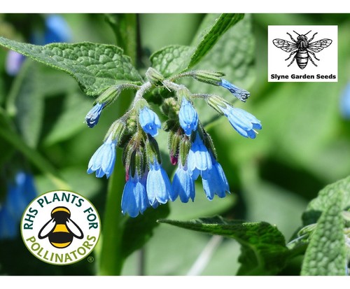 Comfrey tea seeds monty - monty, don's